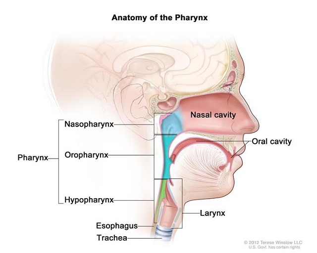 National Cancer Institute The three parts of the pharynx are the nasopharynx, oropharynx, and hypopharynx.